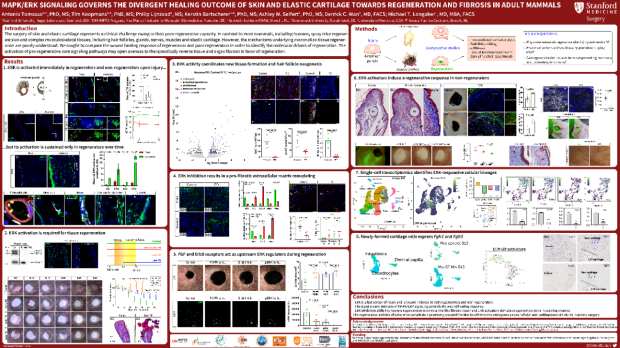 Poster: MAPK/ERK signaling governs the diverging healing outcome of skin and elastic cartilage towards regeneration and fibrosis in adult mammals 